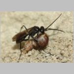 Auplopus carbonarius - Wegwespe 06a 9mm mit Spinne.jpg